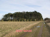 PHOTO  PAMPAS GRASS BORDERING AN AREA OF WOODLAND GAYTON THORPE STRANGE PLACE TO Pampas Grass