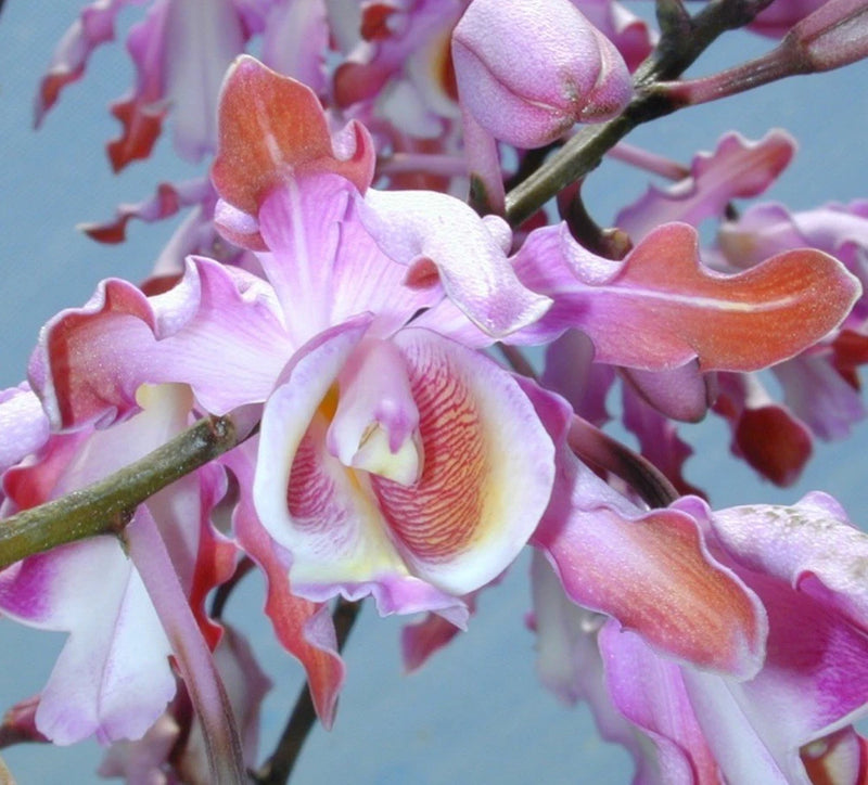 Pink and orange orchid blossoms with ruffled petals on branching stem