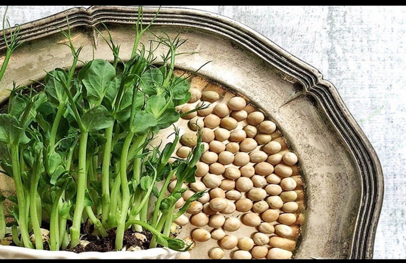 Pea Seeds Ð Non-GMO Vegetable Seeds for Home Garden, Easy to Grow, Fresh Harvest Garden Plants