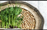 Pea Seeds Ð Non-GMO Vegetable Seeds for Home Garden, Easy to Grow, Fresh Harvest Garden Plants