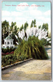 Los Angeles California~Pampas Grass~East Lake Park~Gazebo To Left~1909 Postcard Pampas Grass