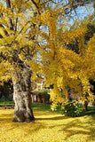 GINKGO BILOBA rare yellow flowering tree china bonsai exotic plant seed 5 seeds Orchids