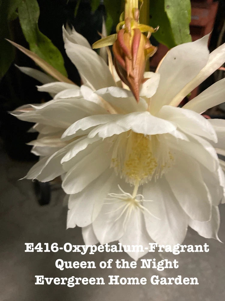 White night-blooming orchid cactus flower with unopened buds in starter pot