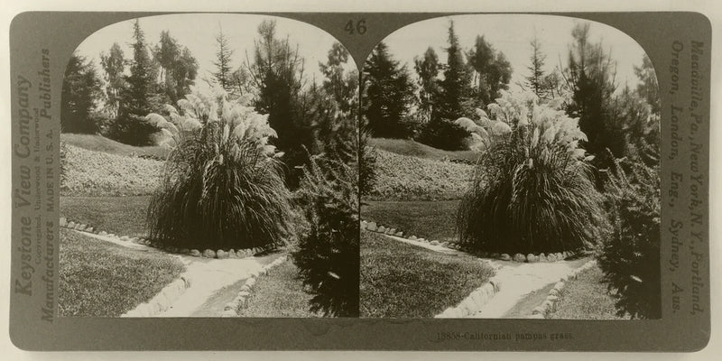 Keystone Stereoview of Californian Pampas Grass From California Set 1910's # 46 Pampas Grass