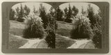 Keystone Stereoview of Californian Pampas Grass From California Set 1910's # 46 Pampas Grass