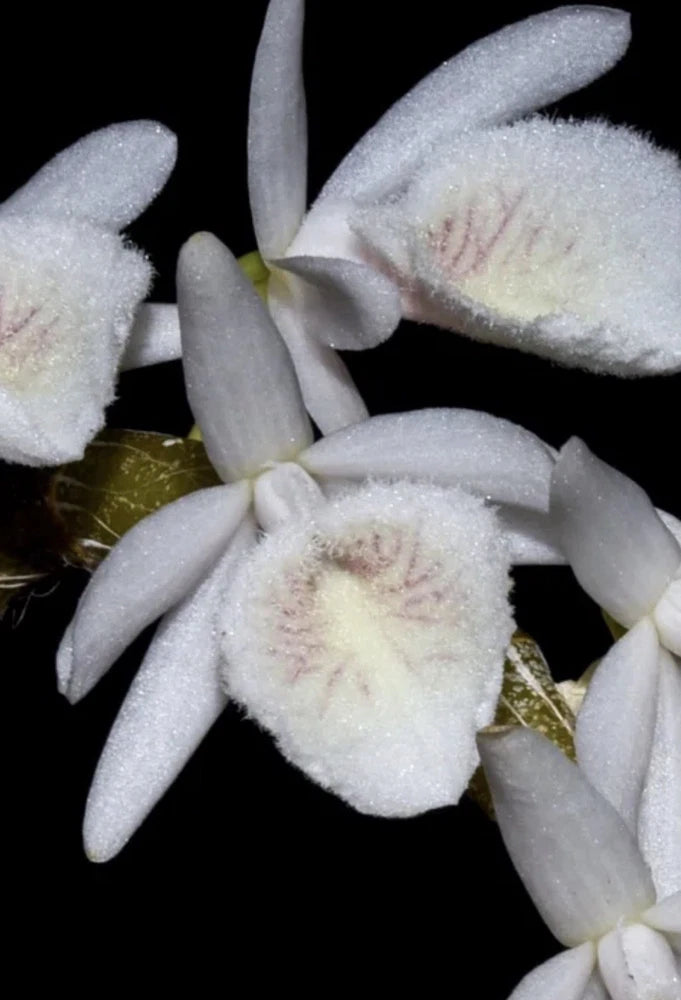 White Dendrobium orchid with fuzzy petals and pale green stems