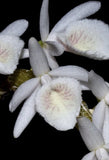 Fragrant species from Asia - Dendrobium polyanthum Orchids