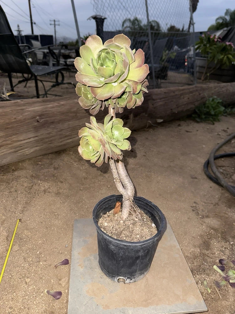 Large Succulent Rooted Tree Live Cactus Bonsai Plant Home Garden Decor Roses 21' Garden Plants