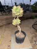 Large Succulent Rooted Tree Live Cactus Bonsai Plant Home Garden Decor Roses 21' Garden Plants
