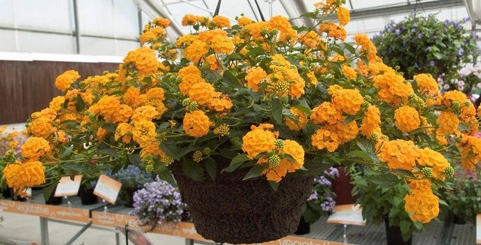 Orange lantana plant in a round planter, dense clusters of small flowers
