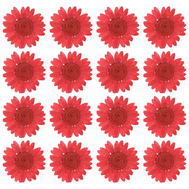 48 Pcs Dried Pressed Flower Natural Dried Daisy Flower,Deep red Daisies