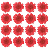 48 Pcs Dried Pressed Flower Natural Dried Daisy Flower,Deep red Daisies