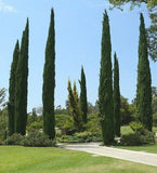 Cupressus sempervirens var. stricta, Cypress Male Mediterranean - 200 Sementes Green Plant