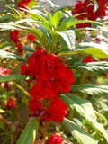 100 MIXED DOUBLE CAMELLIA IMPATIENS Balsamina Flower Seeds *Flat S/H Flowering Plants