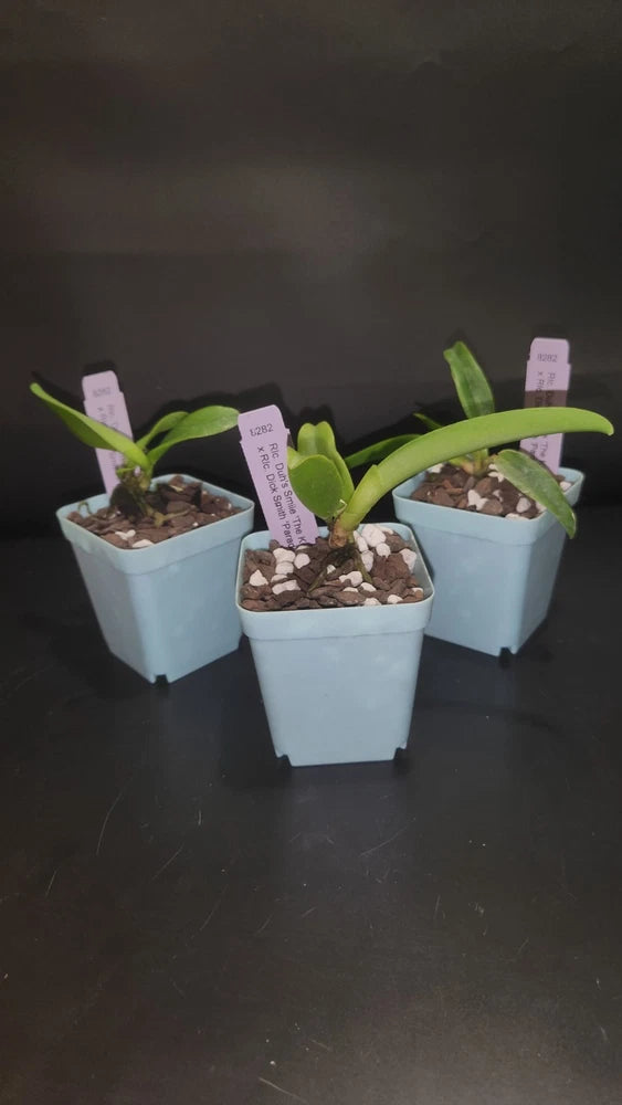Small green orchid seedlings in light-blue square plastic pots