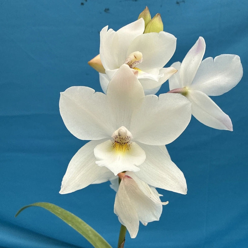 Blooming white orchid with five petals and pale pink lip, yellow-speckled center