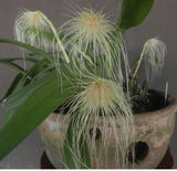 Orchid live Bulbophyllum medusa - potted Orchids