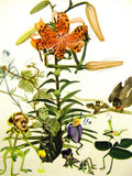 Grenwis TIGER LILY CACTUS FLOWER CHILD 1936 Print Matted Lily