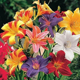 Day lily Mixed Imported Flower Bulbs 5 Lily