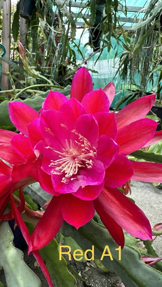 Red epiphyllum cutting with bright pink-red cactus flower and green pads