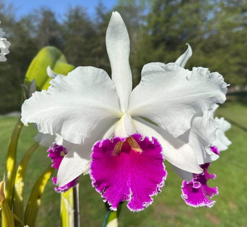 White and purple orchid flower with fringed petals