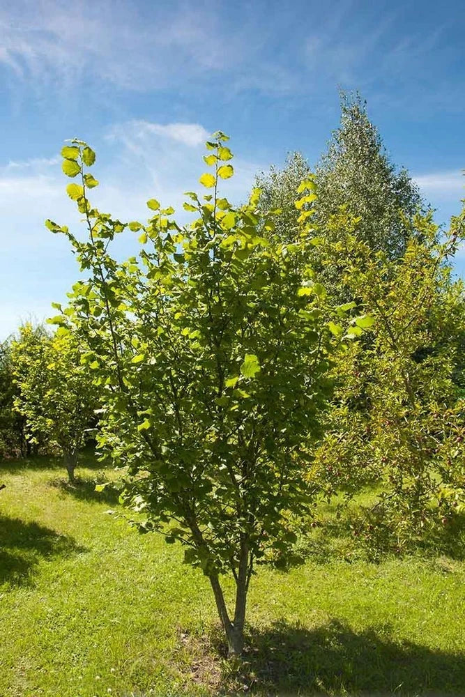 American hazelnut sapling with green leaves and upright branches