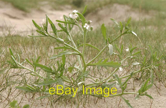Photo 6x4 Sea Rocket - pioneer flowering plant Ainsdale Pioneer species o c2008 Flowering Plants