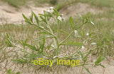 Photo 6x4 Sea Rocket - pioneer flowering plant Ainsdale Pioneer species o c2008 Flowering Plants