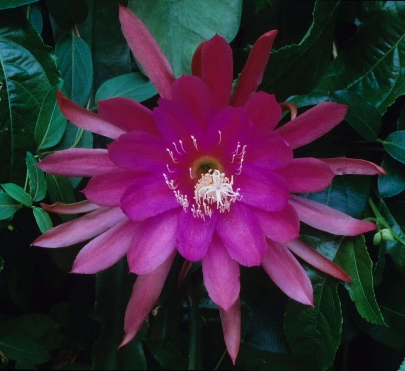 Orchid cactus flower with magenta-pink petals and dark green leaves
