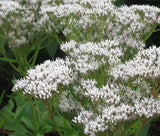 BONESET Eupatorium Perfoliatum - 1,250 Bulk Seeds Garden Plants