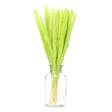 Fruit Green Pampas Grass Decor,  30PCS 17 Inch(Length) Pampas Grass Bundle Pampas Grass