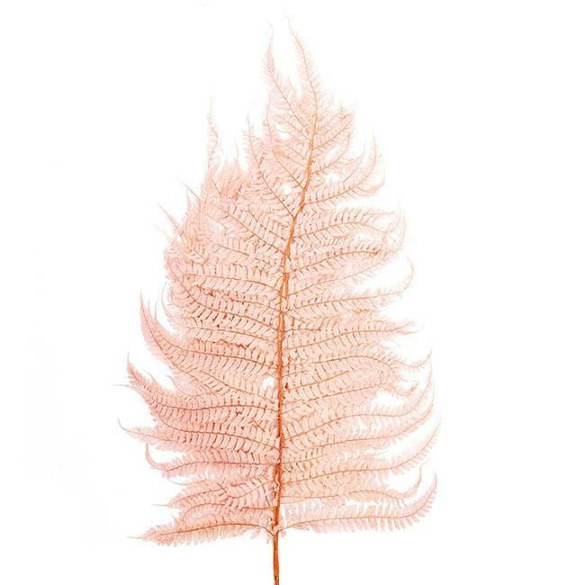 Natural Preserved Dried Leatherleaf Fern 5 Stems - Soft Pink Dried Flower