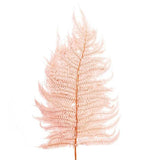 Natural Preserved Dried Leatherleaf Fern 5 Stems - Soft Pink Dried Flower