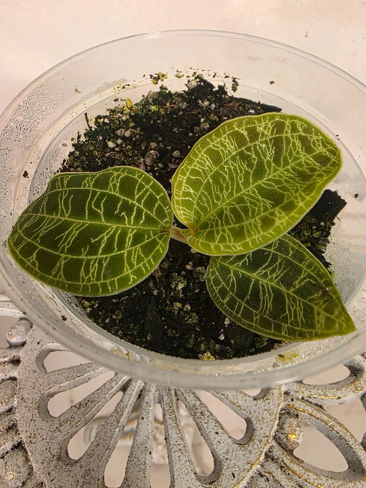 Orchid plant with three lime-green veined leaves in a clear pot of soil