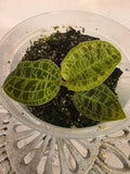 Orchid plant with three lime-green veined leaves in a clear pot of soil