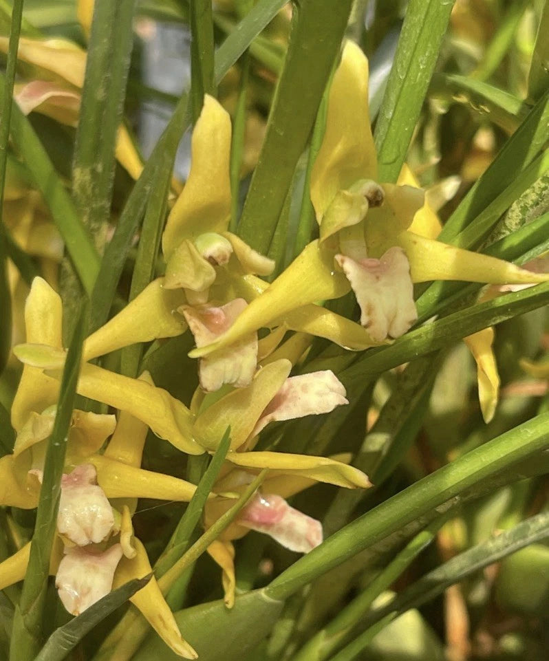 Orchid live Maxillaria tenuifolia "Yamada" - potted Orchids