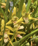 Orchid live Maxillaria tenuifolia "Yamada" - potted Orchids