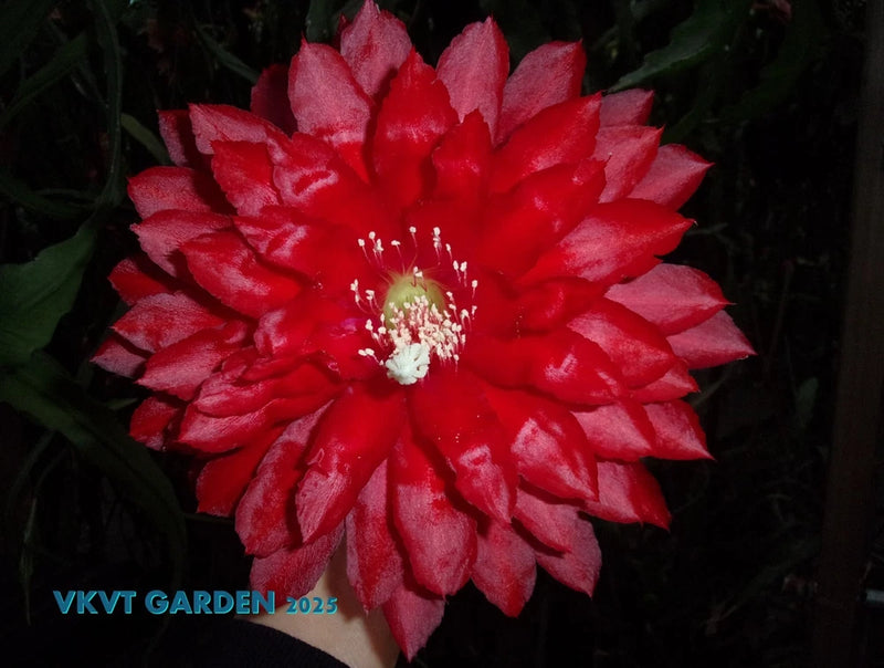 Red Epiphyllum cactus orchid flower with ruffled petals and white stamens