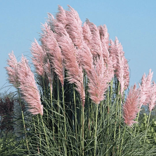 Pink Pampas Grass Seeds. Perennial. USA Seeds. Organic. Ships free Pampas Grass
