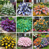 285+ Perennial Rainbow Hosta Seeds, Easy Grow Garden Foliage Heart-Shaped Hosta Garden Plants