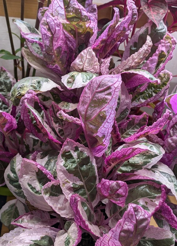 Waffle plant live plant with purple and silver crinkled leaves, potted