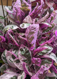 Snow White Waffle Plant gardening live plant X 1 Garden Plants