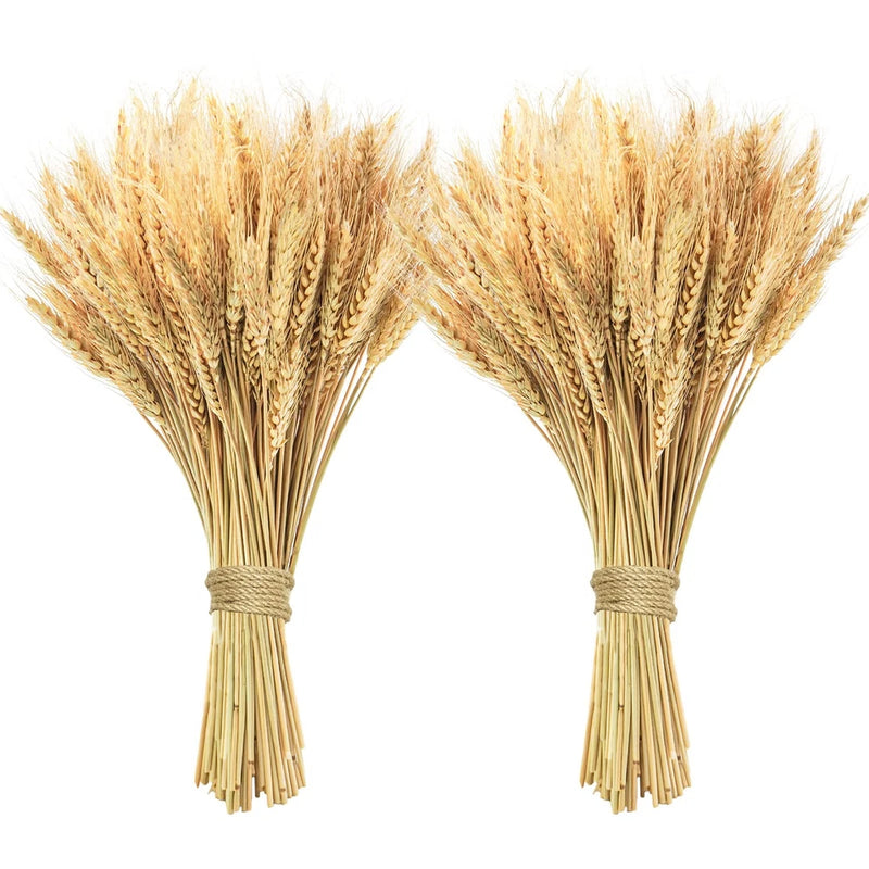 Two bundles of dried wheat stalks with tied stems, natural straw color