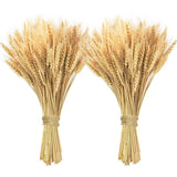 200 Pcs Dried Wheat Stalks, Dried Flowers Natural Wheat for Home Kitchen Offi... Dried Flower