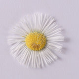 48PCS real Pressed dry daisy Fleabane Flower 14 colors dyed flower for art FCD04 Dried Flower
