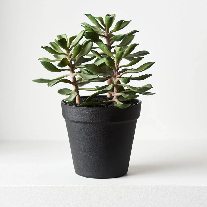 Artificial succulent plant with green leaves in black pot
