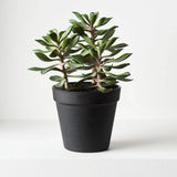 Artificial Succulent in Pot - Green Dried Flower