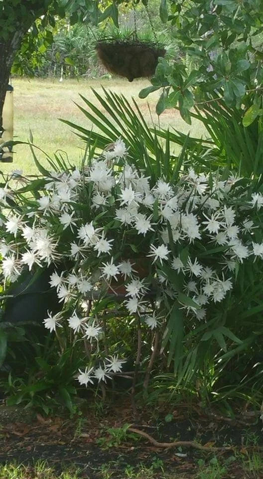 Epiphyllum cuttings with dense clusters of small white star-shaped flowers