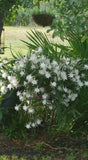 Epiphyllum Pumilum Or Queen Of The Night 12 Cuttings. Orchids