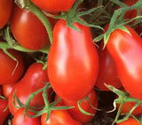 ITALIAN ROMA TOMATO SEEDS 100+ determinate GARDEN vegetables SAUCE FREE SHIPPING Garden Plants